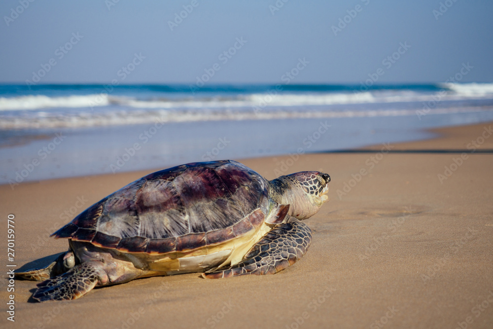Sea turtles on the beach copyspase