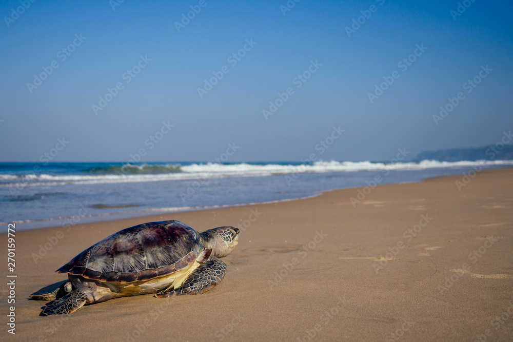 Sea turtles on the beach copyspase