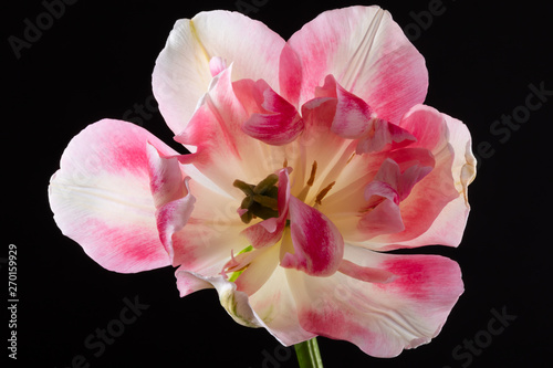 Single beautiful pink tulip isolated on a black background