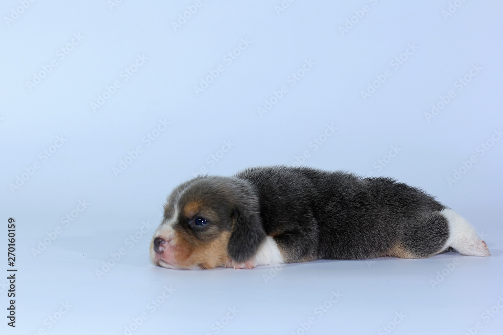 Naklejka premium Silver tri color beagle puppy is sleeping and looking in first time 