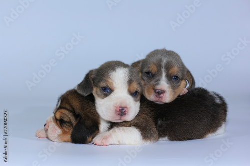 Silver tri color beagle puppy is sleeping and looking in first time  photo