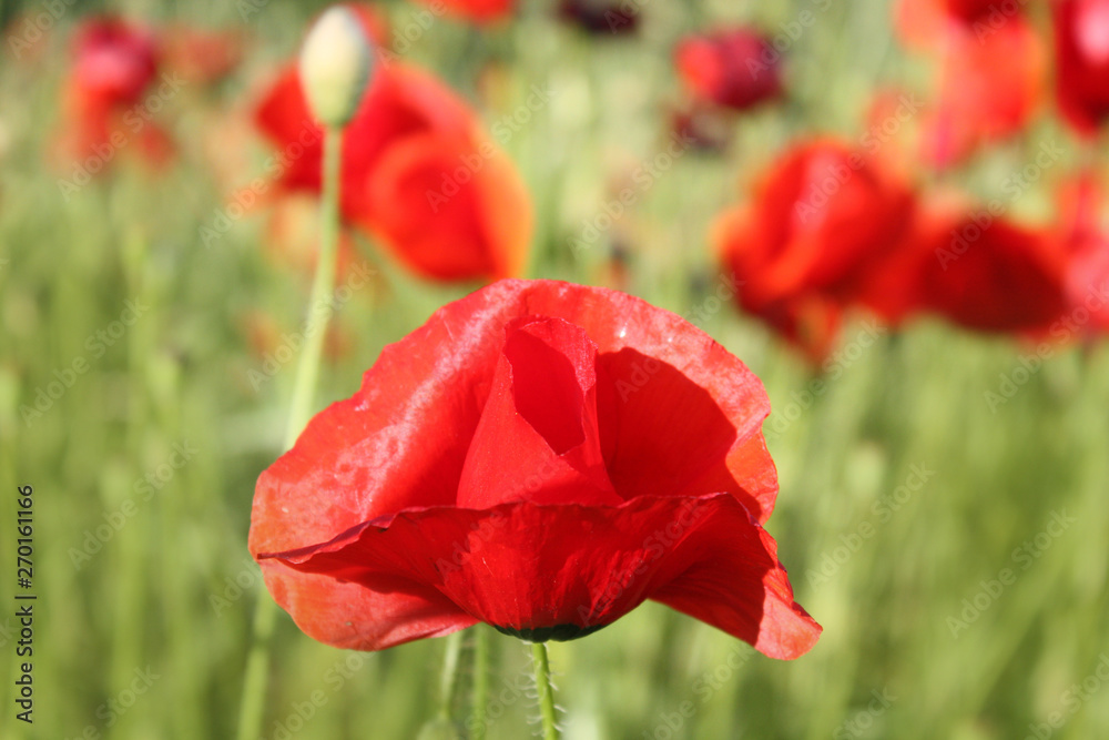 Obraz premium Tło kwiat maku w ogrodzie.