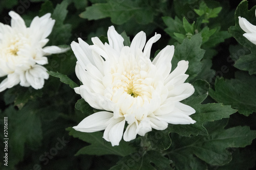 white flower macro in the garden