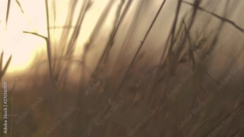 Walking in some very tall grass from Texas