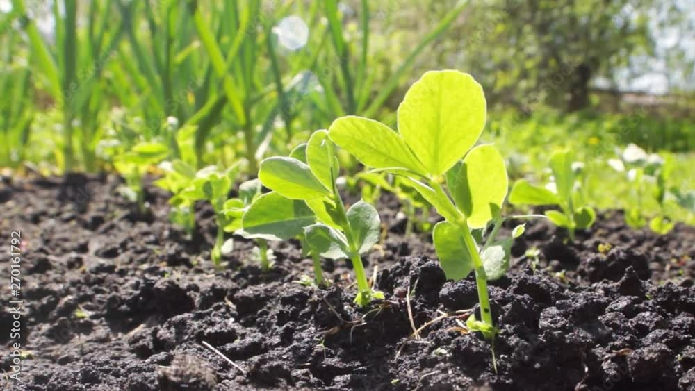 Young pea sprouts in a sunny vegetable garden. The concept of agriculture, providing people with food Young pea sprouts in a sunny vegetable garden. The concept of agriculture, providing people with food