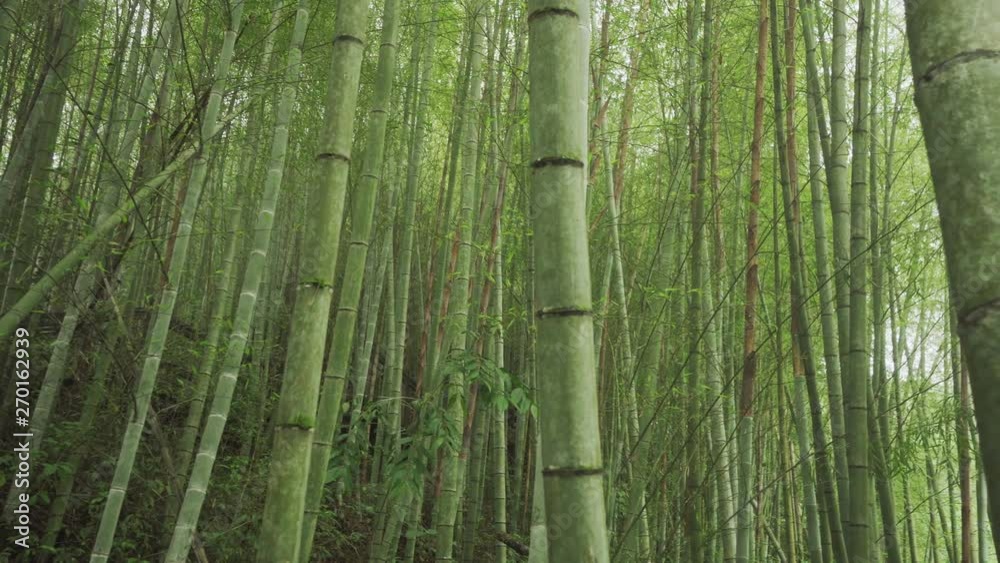 Bamboo Green Forest in Alishan Hiking Area, Ruitai Historic Trail in Taiwan Bamboo Green Forest in Alishan Hiking Area, Ruitai Historic Trail in Taiwan