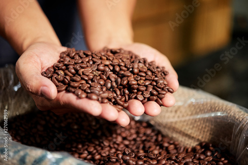 Close-up of male hands holding fresh roasted coffee beans in his hand and showing it good quality
