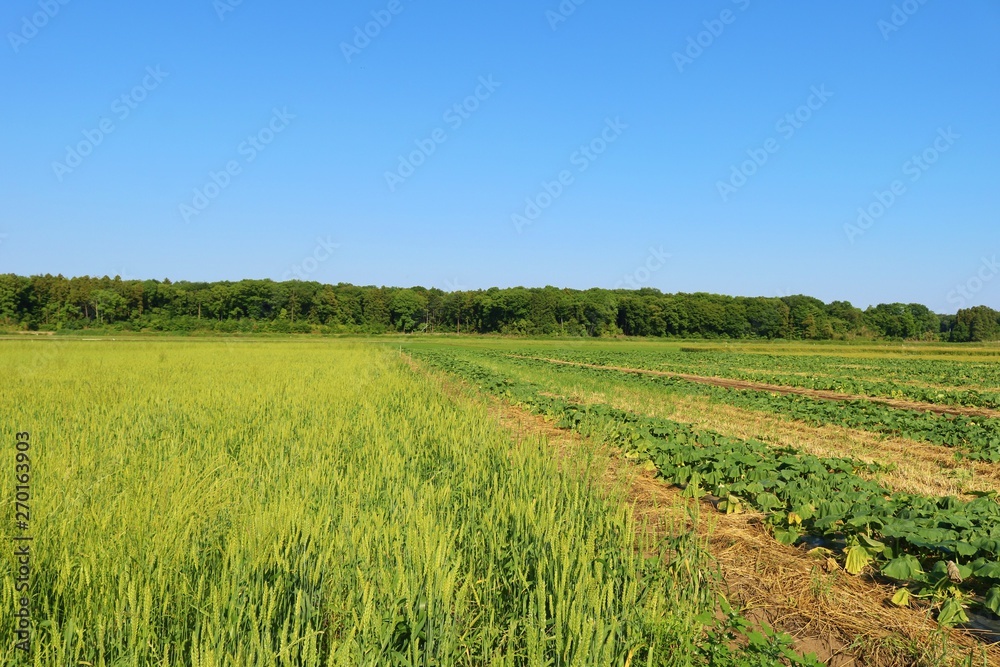 Fototapeta premium 風景 田舎 畑 ムギ 森 杤木