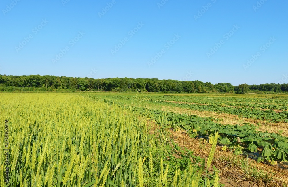風景　田舎　畑　ムギ　森　杤木