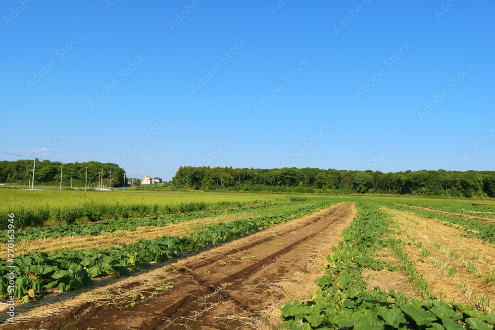 風景 田舎 畑 ムギ 森 杤木 風景 田舎 畑 ムギ 森 杤木
