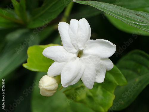 Close up of white jasmine flower in dark background.