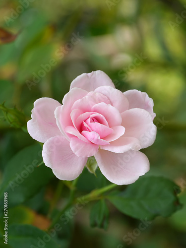 Close up pink of Damask Rose flower