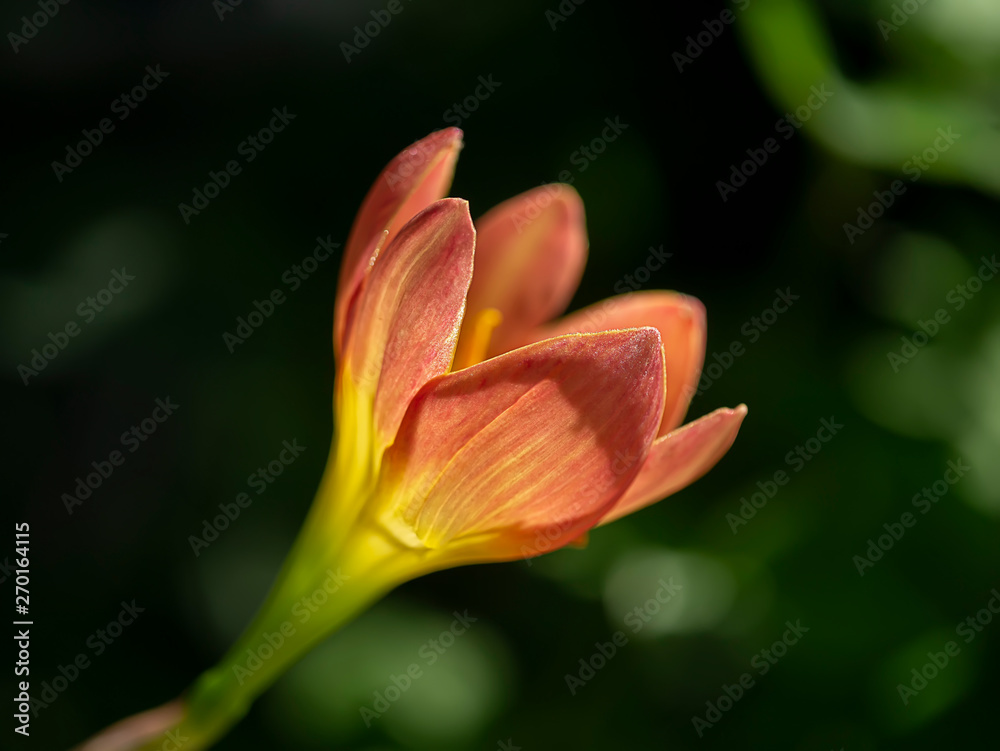 Close up of beautiful rain lily flower.