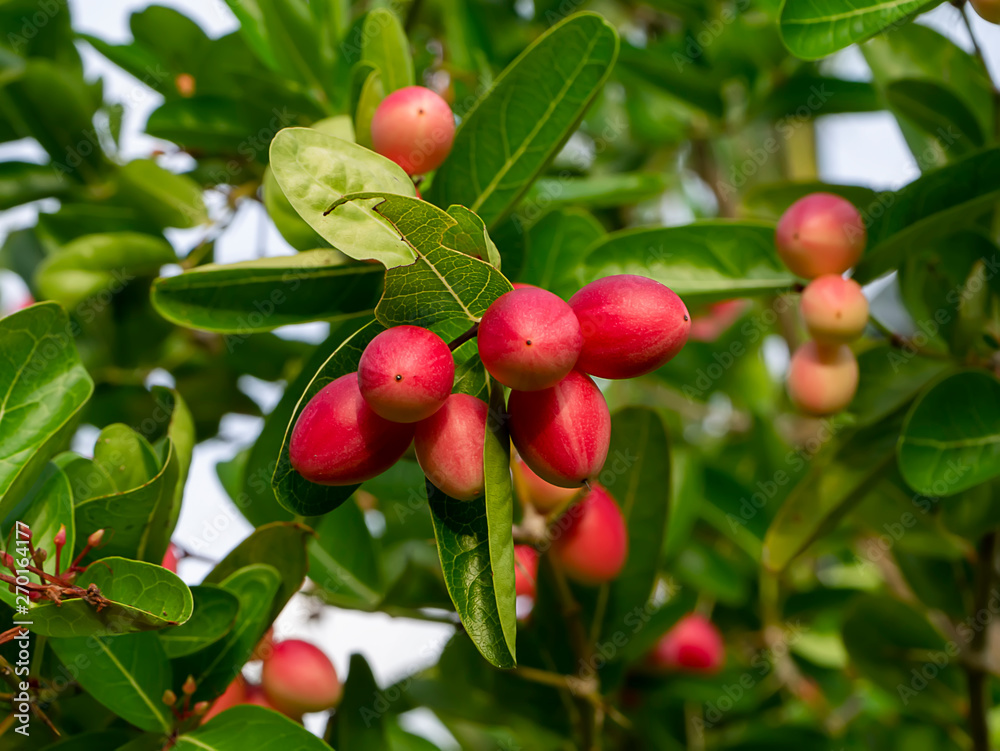High vitamin C Fruit of Bengal Currants on tree. High vitamin C Fruit of Bengal Currants on tree.