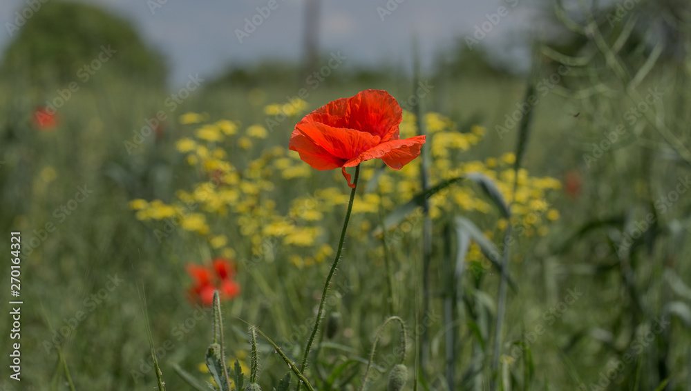 Flowers Red poppies bloom in the wild field. Beautiful field red poppies with selective focus, soft light. Natural Drugs - Opium Poppy. Glade of red wildflowers Flowers Red poppies bloom in the wild field. Beautiful field red poppies with selective focus, soft light. Natural Drugs - Opium Poppy. Glade of red wildflowers