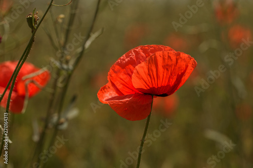 Flowers Red poppies bloom in the wild field. Beautiful field red poppies with selective focus, soft light. Natural Drugs - Opium Poppy. Glade of red wildflowers