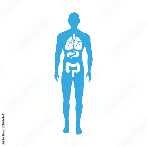 Ciało człowieka z narządami. Ilustracja wektor