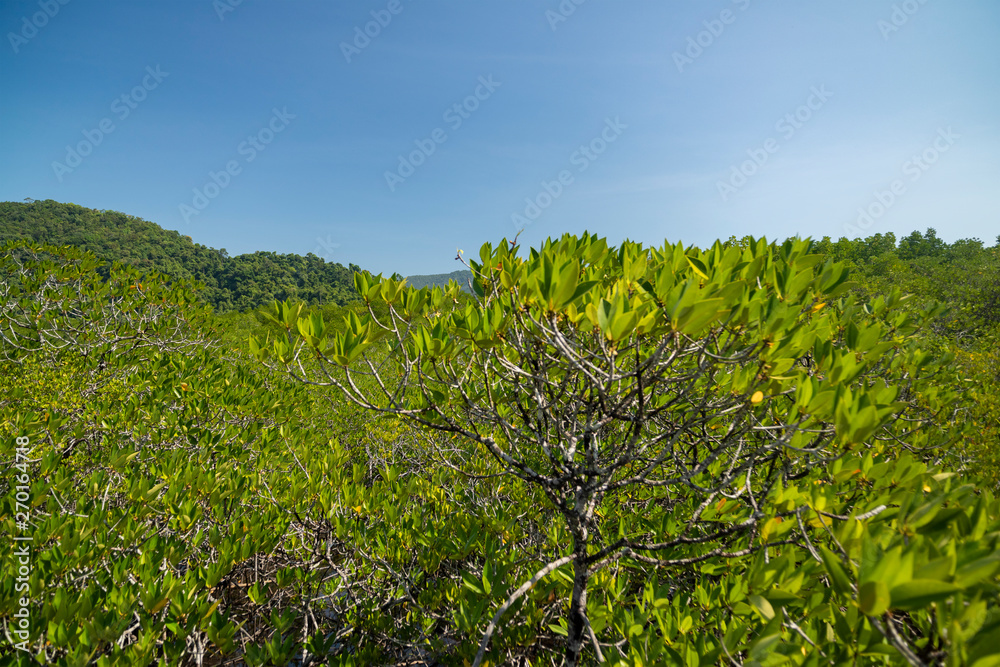 Mangrove forest on Koh Chang island, Thailand.