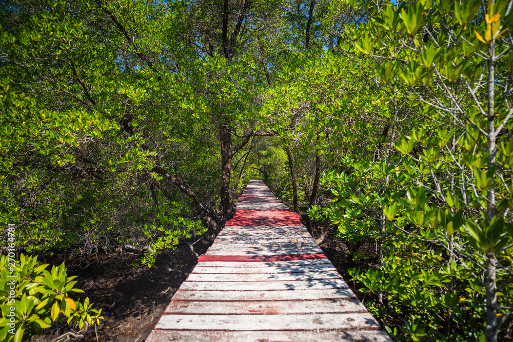 Wooden bridge through the thickets of mangroves. Wooden bridge through the thickets of mangroves.