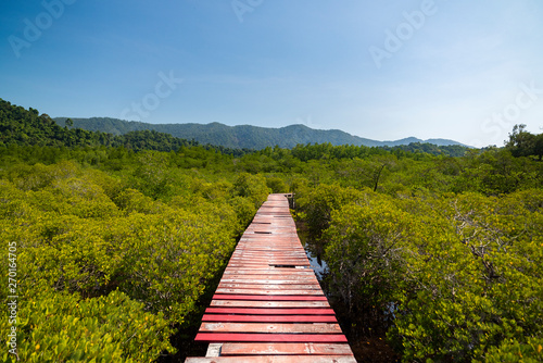 Wooden bridge through the thickets of mangroves.