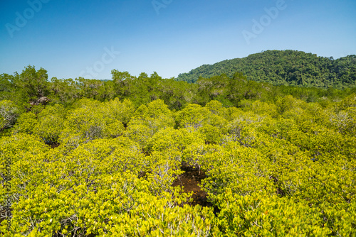 Mangrove forest on Koh Chang island, Thailand.