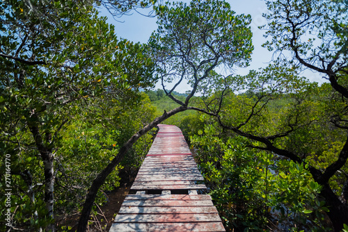 Wooden bridge through the thickets of mangroves.