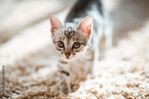 One month old cute silver tabby kitten photo