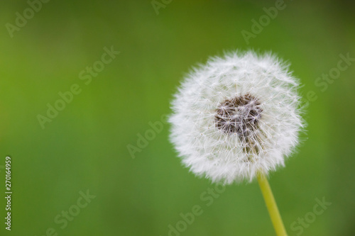 Dandelion flying on green background © Fototocam