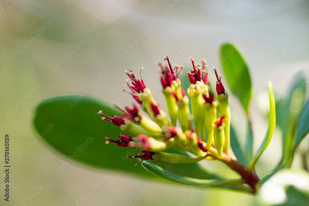 Evergreen tree flower Lumnitzera littorea close up. Evergreen tree flower Lumnitzera littorea close up.
