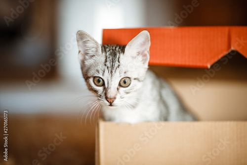 Cute grey small cat in cardboard box
