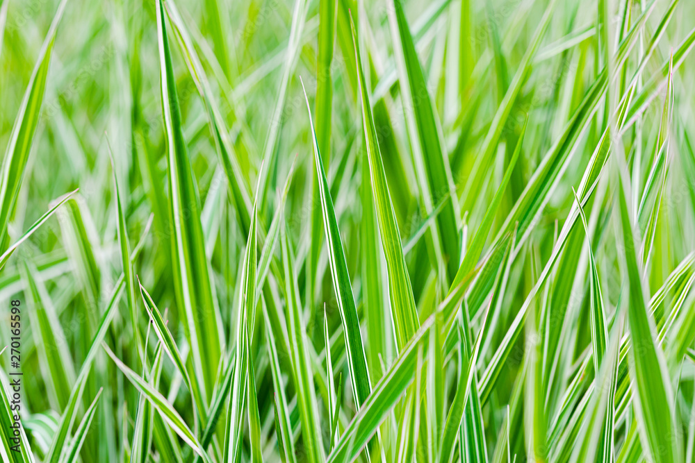 Green and white Phalaris arundinacea leaves, also known as reed canary grass and gardener's garters, growing in a park at the beginning of spring, in Kiev, Ukraine Green and white Phalaris arundinacea leaves, also known as reed canary grass and gardener's garters, growing in a park at the beginning of spring, in Kiev, Ukraine