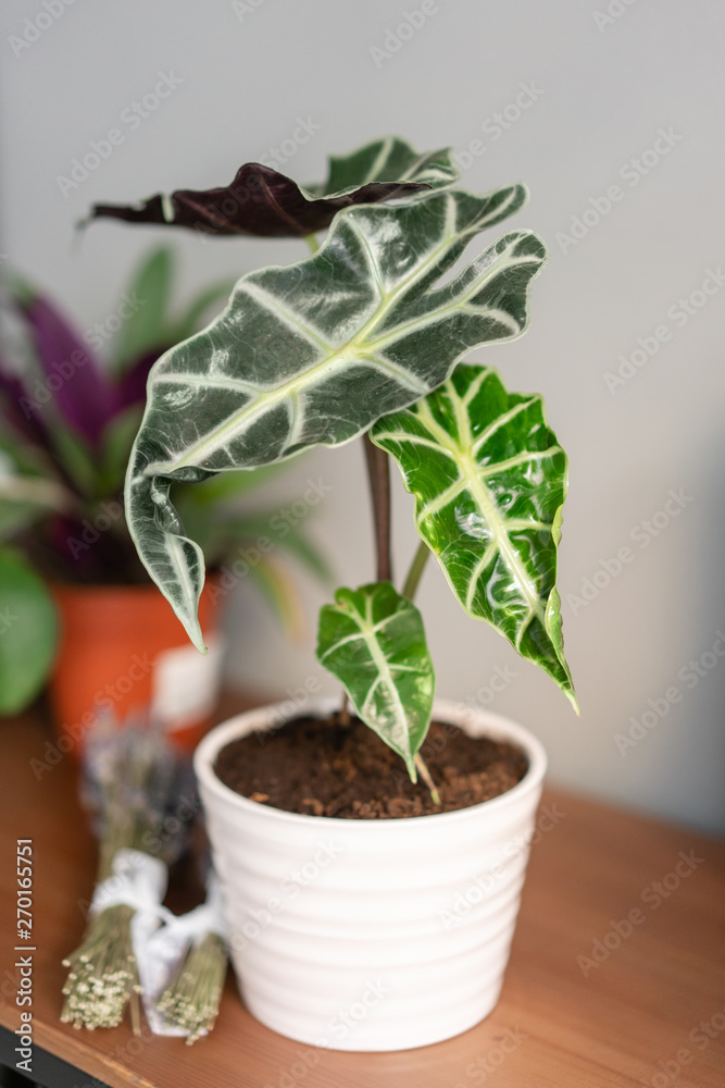 Alocasia plants. Stylish green plant in ceramic pots on wooden stand on background of gray wall. Modern room decor. sansevieria plants