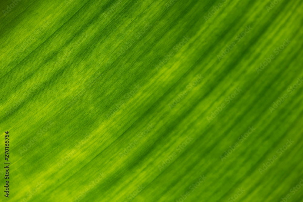 Texture of green leaf close-up. Texture of green leaf close-up.