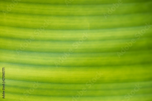 Texture of green leaf close-up.
