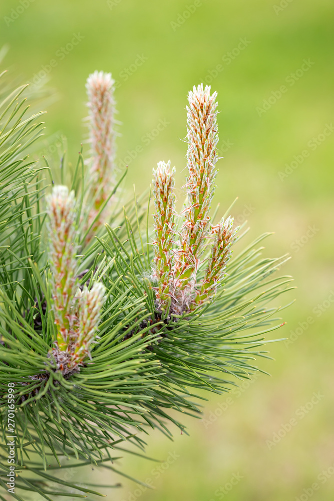 Pinus Silvestris, pine tree, female flower under the warm sun during the spring season. (Selective focus) Pinus Silvestris, pine tree, female flower under the warm sun during the spring season. (Selective focus)