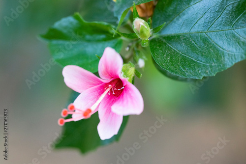 Hibiscus rosa sinensis (Snowflake Hibiscus, Shoe Flower, Chinese rose, Rosa mallow).