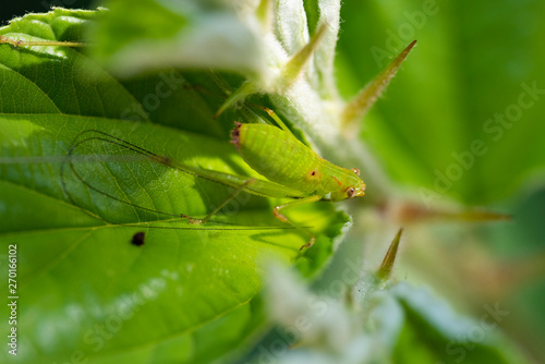 Green grasshopper on a leaf.