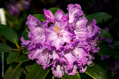 Rhododendrons in a botanical garden in Latvia