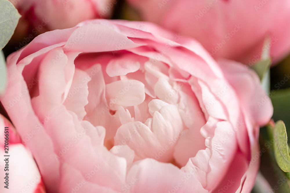 Close-up of flowers Pink peonies . Beautiful peony flower for catalog or online store. Floral shop concept . Beautiful fresh cut bouquet. Flowers delivery Close-up of flowers Pink peonies . Beautiful peony flower for catalog or online store. Floral shop concept . Beautiful fresh cut bouquet. Flowers delivery