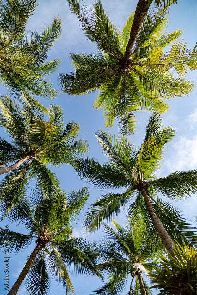 The tops of the palm trees against the blue sky.