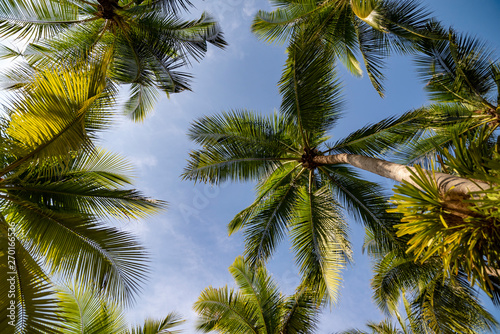 The tops of the palm trees against the blue sky.