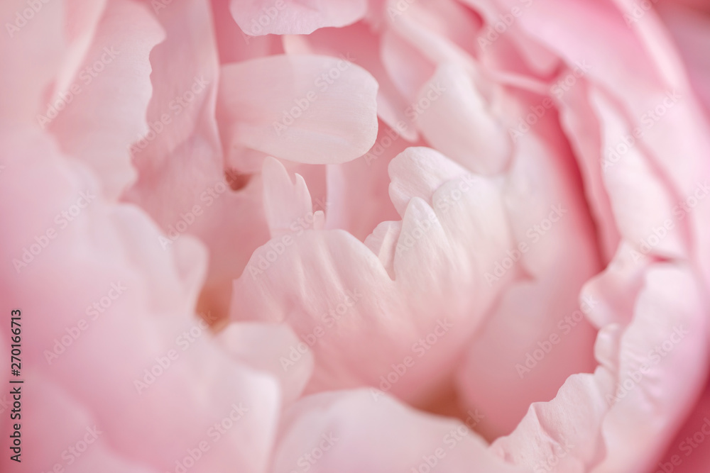 Obraz premium Close-up of flowers Pink peonies . Beautiful peony flower for catalog or online store. Floral shop concept . Beautiful fresh cut bouquet. Flowers delivery