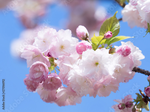 八重桜　日暮 photo