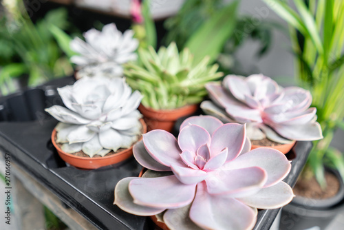 Collection of succulents on the wooden table. Minimalistic home interior with composition of cactus and succulents . Stylish concept of home garden.