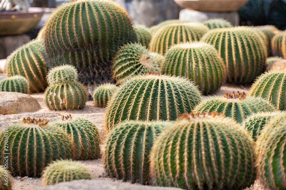 Cactus closeup in tropical garden Nong Nooch. Cactus closeup in tropical garden Nong Nooch.