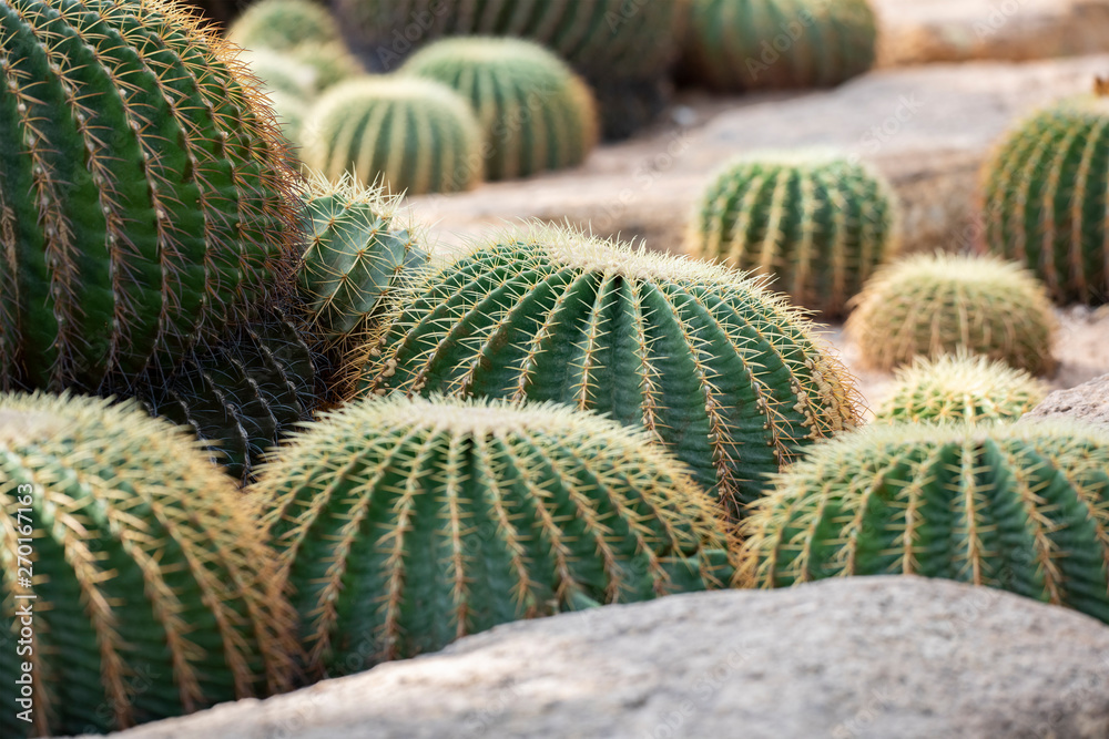 Cactus closeup in tropical garden Nong Nooch. Cactus closeup in tropical garden Nong Nooch.