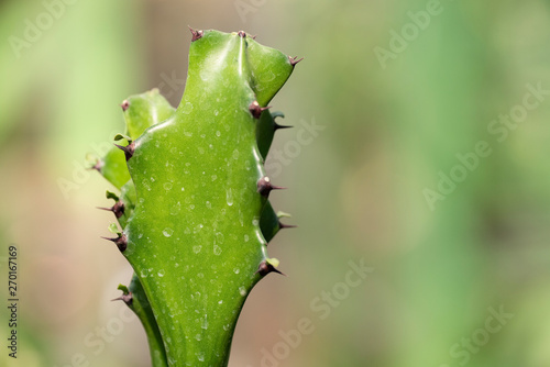 Cactus closeup in tropical garden Nong Nooch.