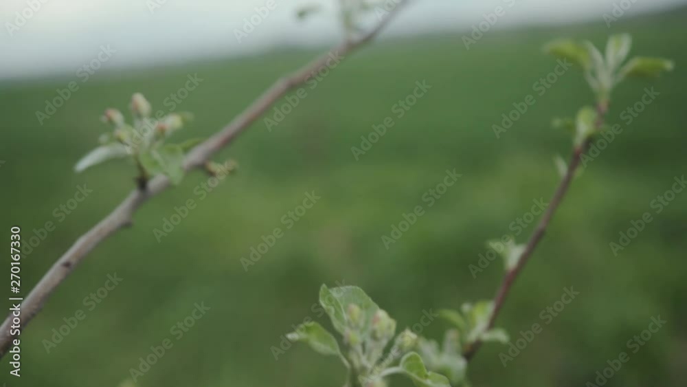 branches of trees with green leaves in the background sky foliage forest landscape leaf nature park sunny wood abstract environment bright slow motion branches of trees with green leaves in the background sky foliage forest landscape leaf nature park sunny wood abstract environment bright slow motion