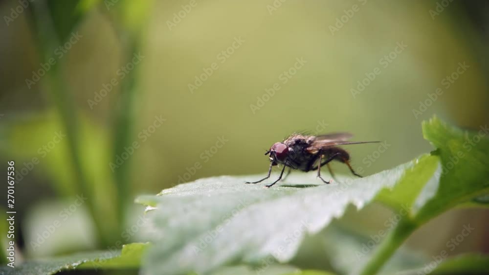 A fly sits on a green leaf of grass and washes A fly sits on a green leaf of grass and washes