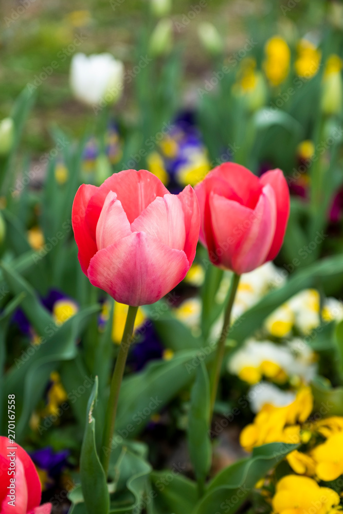 Obraz premium close up red tulip in garden